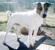 Another Parson Russell Terrier.