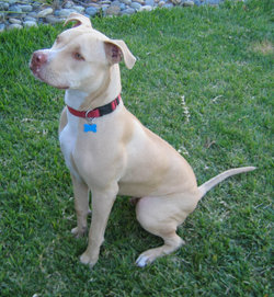 The American Pit Bull Terrier is one of several pit bull breeds.