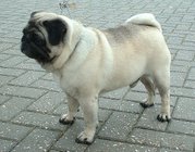 Pug with fawn coat