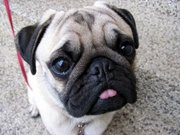 Part of the Pug's appeal is the wrinkled, expressive face.