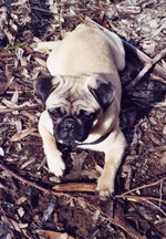 The demeanor of a Pug ranges from expressive and playful to calm and warm.