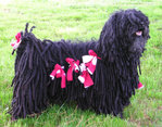 Black Puli with cords tied up to avoid collecting twigs and dirt