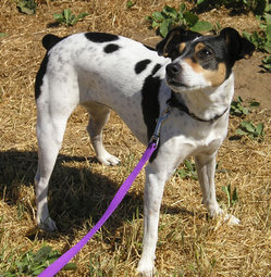 Tricolor Rat Terrier; note pale black ticking on white coat