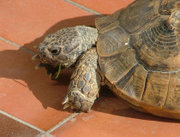Greek tortoise of North-East Turkey