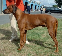 The Rhodesian Ridgeback is the only breed besides the Thai Ridgeback with a ridge of fur along the spine.