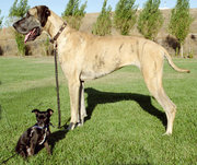 This Chihuahua mix and Great Dane show some of the tremendous variety of dog breeds.