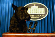 Barney, one of the President's Scotties