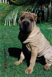 The same Shar Pei as a puppy. Note the greater amount of wrinkles.