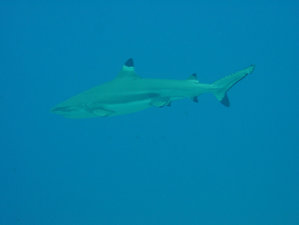 A Blacktip Reef Shark in French polynesia
