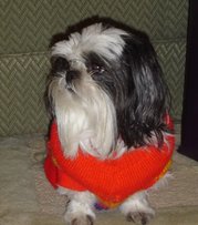 This Shih Tzu is prepared for cold weather with a longer haircut and wearing a dog coat.