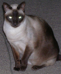 An example of an "apple-headed" Siamese cat