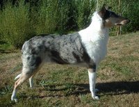Blue merle Smooth Collie