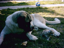 Spanish Mastiff and puppy