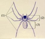 Spider anatomy: (1) four pairs of legs (2) cephalothorax (3) opisthosoma