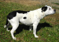 Black and white pied Staffie