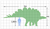 The size of a Stegosaurus compared to a human