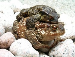 common toad couple (bufo bufo) during migration