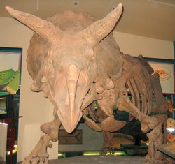 Triceratops head from the front