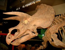 Triceratops head from the side