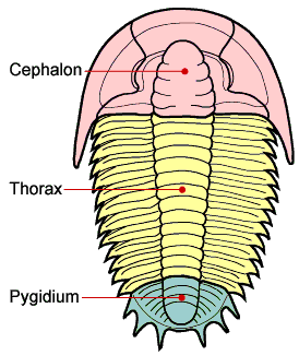 The trilobite body is divided into three major sections, a cephalon with eyes, mouthparts and sensory organs such as antennae, a thorax of multiple similar segments (that in some species allowed enrollment), and a pygidium, or tail section. Â© Sam Gon III