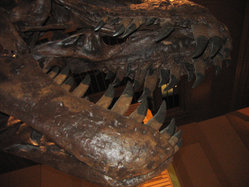 Closeup of jaws