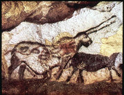 The 'unicorn' in the cave paintings of Lascaux, France