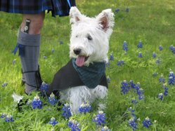 Westie wearing the Clan Campbell tartan of the Duke of Argyll (with a Kilted companion)