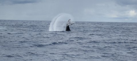 Humpback whale tail flip off coast of Moloka'i, Hawaii, 2005