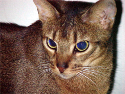 Shorthaired Abyssinian