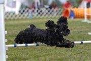 Black and Tan cocker competing in Dog agility