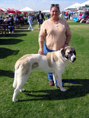 Anatolian Shepherd Dogs are one of the larger breeds; this 7-month-old Anatolian might not yet be full size.