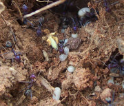 Ants recovering larvae from a disturbed nest
