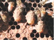 Peanut-like queen brood cells are extended outward from the brood comb
