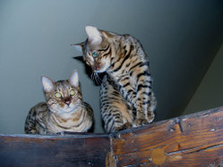 Two male Bengal Cats.