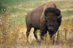 A North American bison