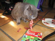 Gretel, a Blue British Shorthair, eating some meat