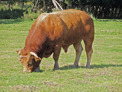 A bull (meaning 1)
