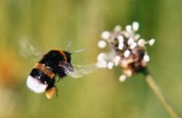 A bumblebee in flight