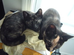 Two tortoiseshell kittens.