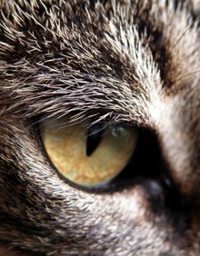 A close-up of a cat's eye.
