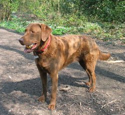 Chesapeake Bay Retrievers have a distinctive curly or wavy coat that is often oily-looking.