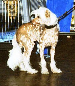 A Chinese Crested Dog with spotted skin