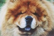 Chow Chows have an unusual blue-black tongue.