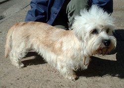 The "mustard" colour of the dandie can be any shade including and between reddish brown and fawn