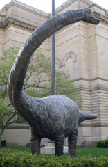 A statue of Diplodocus carnegiei, outside the Carnegie Museum of Natural History.