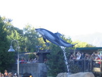 Dolphin leaping in the air.