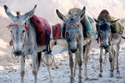Donkeys carrying loads in Tibet