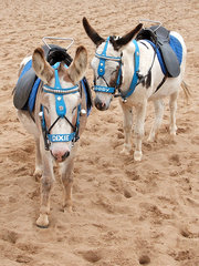 Classic British seaside donkeys in Skegness