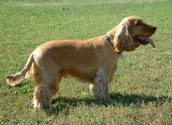 Young English Cocker Spaniel with long tail