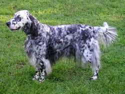 A white and black English Setter